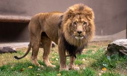 Aslan Zeus’un Öldürülmesine Suç Duyurusu