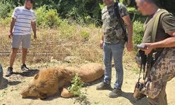 Manavgat'ta Hayvan Parkından Kaçan Aslan Zeus Öldürüldü: Bir Kişi Ağır Yaralandı