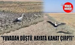 Yuvadan düşen leylek tedavisinin ardından doğaya salındı