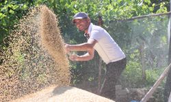 Antalya Büyükşehir Belediyesi’nin Hibe Ettiği Buğday Tohumlarında Hasat Sevinci