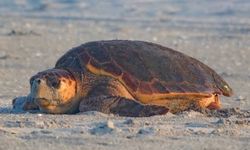 Antalya’nın Konyaaltı Sahili'nde caretta caretta saldırıları tatilcileri endişelendiriyor