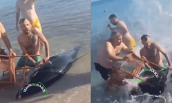Çeşme'de öldü sanılan orkinosu sandalyelerle karaya çıkarmaya çalıştılar!