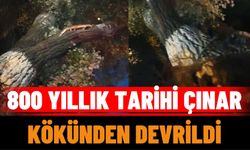 800 Yıllık Tarihi Çınar Kökünden Devrildi