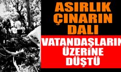 Isparta'da asırlık çınarın dalı vatandaşların üzerine düştü