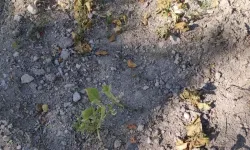 Pınarkent'te Sulama Krizi Derinleşiyor: Bahçeler Susuzluktan Kuruyor