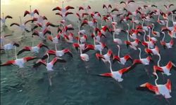 Eğirdir Gölünde Flamingoların Görsel Şöleni