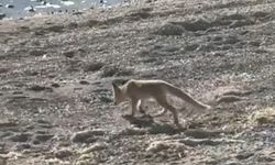 Eğirdir Gölü’nde Sıcaktan Bunalan Tilki Yavruları Kamerada