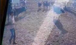 Eğirdir’de Boğa Dehş*ti: Sahibini Havaya Fırlattı