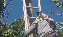 Elektrik Direğinde Mahsur Kalan Kedi TEDAŞ Ekiplerince Kurtarıldı