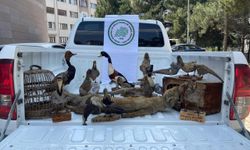 Afyonkarahisar’da 14 hayvan tahniti ele geçirildi