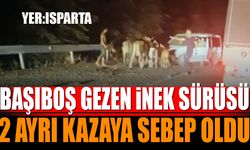 Isparta'da Başıboş Gezen İnek Sürüsü 2 Ayrı Kazaya Sebep Oldu