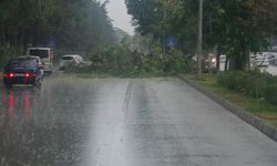 Isparta'da Fırtına ve Yağış Ağaçları Devirdi