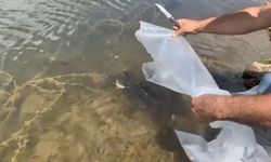 Kasımlar Baraj Gölü’ne 250 Bin Sazan Yavrusu Bırakıldı