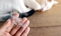 KEDİ TÜYÜ ÖLDÜRÜR MÜ, AKCİĞERE ZARAR VERİR Mİ?