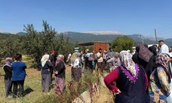 CHP’li Karaca: “Serpil Köyü’nde Elma Bahçeleri Kuruma Tehlikesiyle Karşı Karşıya”