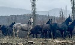 Kuraklık yılkı atlarını köylere yöneltti Aksu'da sürüler halinde görüntüleniyorlar
