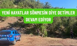 Eğirdir'de Jandarmadan Ormanlık Alanlarda Yangın Denetimi