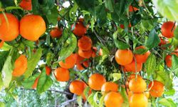 Antalya'nın Coğrafi İşaretili C-Vitamini Deposunda Rekor Üretim