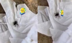 Konyaaltı Sarısu Kadınlar Plajı’nda Kene Paniği