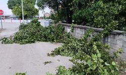 Senirkent'te Asfalt Öncesi Ağaç Budama Çalışmaları Başladı