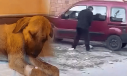 Sivas’ta Yavru Köpeğe Şiddet! Zanlıya 71 Bin 800 Lira Ceza
