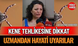 Kene Tehlikesine Dikkat: Uzmandan Hayati Uyarılar Doç. Dr. Esra Nurlu Temel: “Bilinçsiz Müdahaleden Kaçının"
