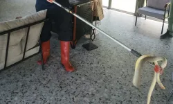 Afyonkarahisar'da Yılan Paniği!