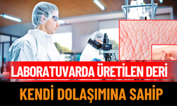 Laboratuvarda üretilen deri, kendi dolaşımına sahip