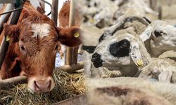 2025’te Büyükbaş ve Küçükbaş Destek Başvuruları Başlıyor