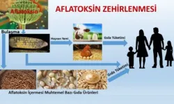 İtalya Yüksek Oranda Aflatoksin Tespit Edilen Ürünü Türkiye'ye Geri Gönderiyor