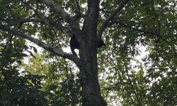 Ağaca Tırmanan Kedi İtfaiye Tarafından Kurtarıldı
