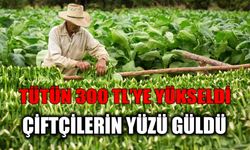 Tütün 300 Tl’ye Yükseldi, Çiftçilerin Yüzü Güldü