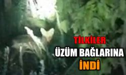 Denizli’de Tilkiler Üzüm Bağlarına İndi