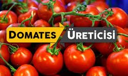 Domates Üretimi Azaldı, Fiyatlar 10 Liranın Altına İnmedi
