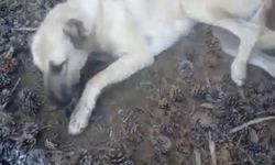 Eğirdir’de 3 Çoban Köpeğinin Zehirlendiği İddiası