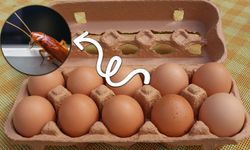 Kepez’de Hamam Böcekli Yumurta İhbarı Sonrası Şok Denetim!