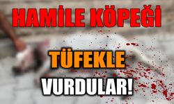 Hamile köpeği tüfekle vurdular!