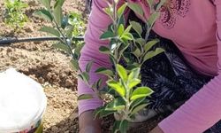 Isparta’da aşılama mevsimi başladı