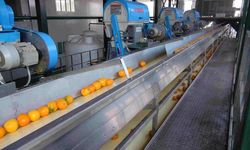 Isparta’da Meyve Suyu İçin 500 Ton Portakal Ve Limon Depolanıyor