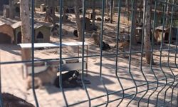 Isparta'da Sahipsiz Hayvan Bakımevi Denetlendi