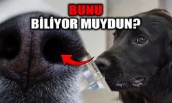 Köpekler Kanser Olan Bir İnsanı Anlayabilir mi?