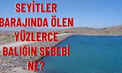 Seyitler Barajı’nda Balık Ölümleri Endişe Yarattı