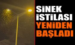 Eğirdir'de Sinek İstilası Yeniden Başladı Halk Şikayetçi