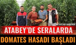 Atabey’de Seralarda Domates Hasadı Başladı