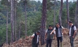 Isparta’da Orman Çalışmalarına İnceleme