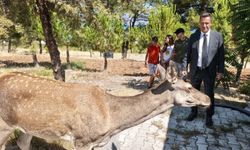 Salda Gölü’nde Sürpriz Misafir: Geyik