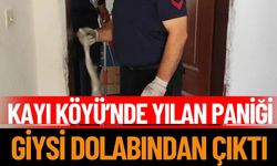 Kayı Köyü’nde Yılan Paniği: Giysi Dolabından Çıktı