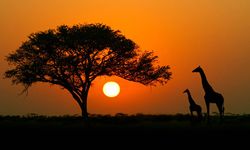 Afrika, Haritalarda Olduğundan Küçük Gösteriliyor