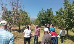 Dinar’da çiftçilere ceviz hastalıkları eğitimi verildi