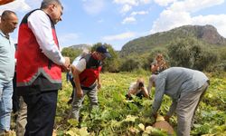 Döşemealtı Balkabağına Coğrafi İşaret Atağı